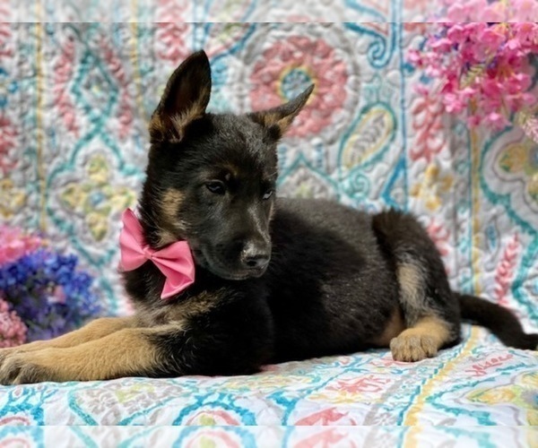 Medium Photo #3 German Shepherd Dog Puppy For Sale in COCHRANVILLE, PA, USA