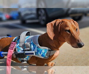 Dachshund Dogs for adoption in Fruitland, SC, USA