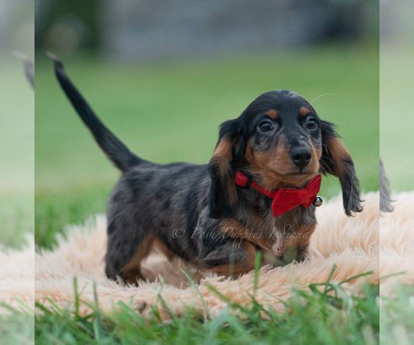 Medium Photo #50 Dachshund Puppy For Sale in WARSAW, IN, USA