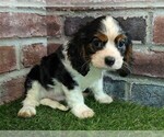 Small #6 Cavalier King Charles Spaniel
