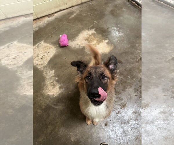 Medium Photo #5 Collie-Unknown Mix Puppy For Sale in Jackson, MS, USA