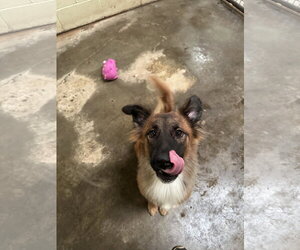 Curly Joe - Male Collie-Unknown Mix Dog for Adoption - Photo #5