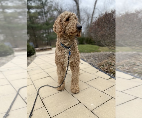 Medium Photo #1 Goldendoodle Puppy For Sale in SHIPPENSBURG, PA, USA