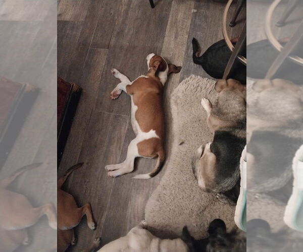 Medium Photo #2 Mutt Puppy For Sale in Sykesville, MD, USA
