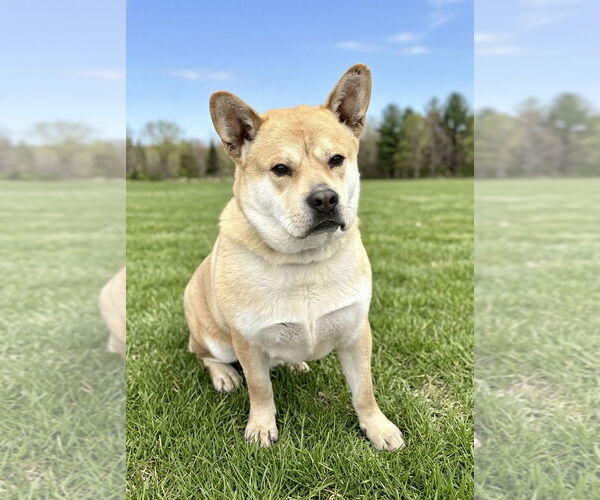 Medium Photo #3 Chow Chow-Unknown Mix Puppy For Sale in Spring Lake, NJ, USA