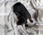 Puppy Puppy 7 Doberman Pinscher
