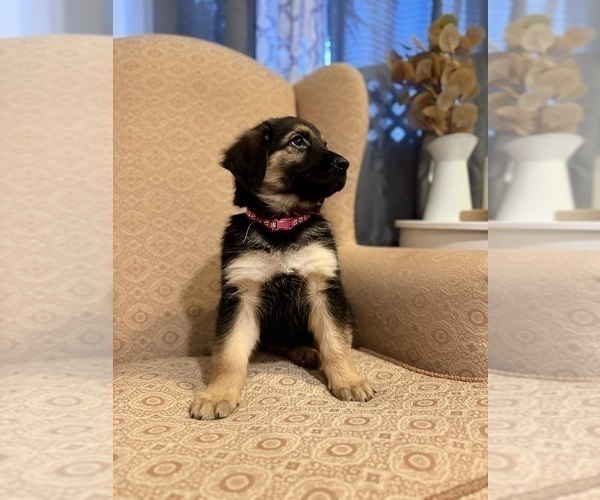 Medium Photo #4 Golden Shepherd Puppy For Sale in OCEANSIDE, CA, USA
