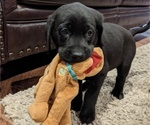 Small Photo #17 Goldmaraner Puppy For Sale in SAN JOSE, CA, USA