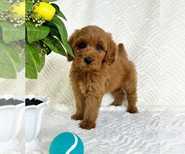 Medium Photo #1 Goldendoodle (Miniature) Puppy For Sale in GREENFIELD, IN, USA