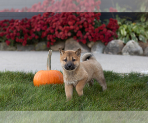Shiba Inu Puppy for sale in MILLERSBURG, IN, USA