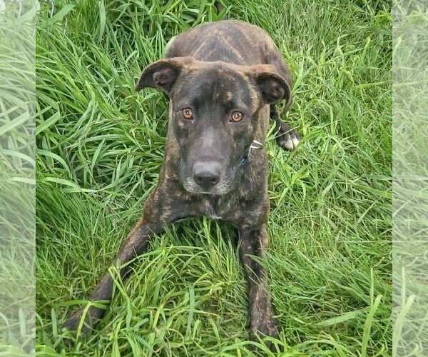 Medium Photo #6 Holland Shepherd-Unknown Mix Puppy For Sale in Huntley, IL, USA