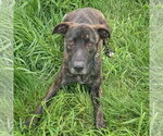 Small #5 Holland Shepherd Mix