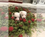 Small Photo #16 Jack Russell Terrier Puppy For Sale in MABLETON, GA, USA