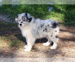 Small #1 Australian Shepherd
