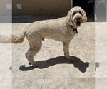 Small #3 Golden Retriever