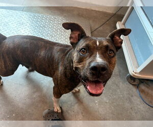 Staffordshire Bull Terrier-Unknown Mix Dogs for adoption in Tavares, FL, USA