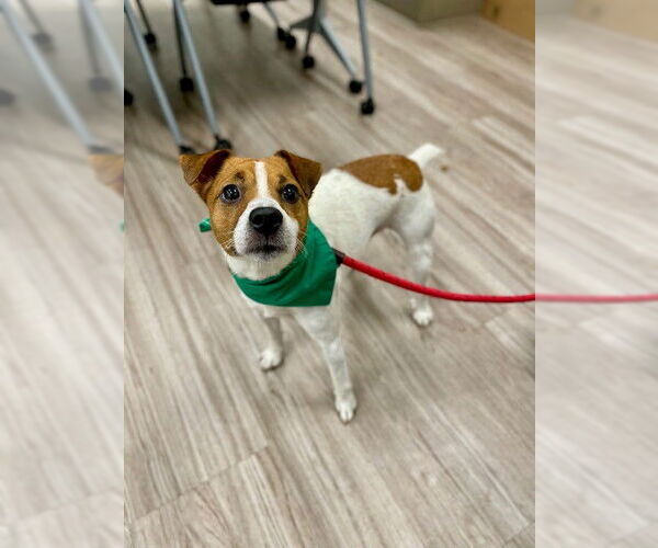 Medium Photo #1 Mutt Puppy For Sale in Baytown, TX, USA