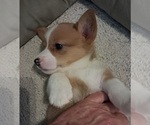 Puppy Yellow collar Pembroke Welsh Corgi