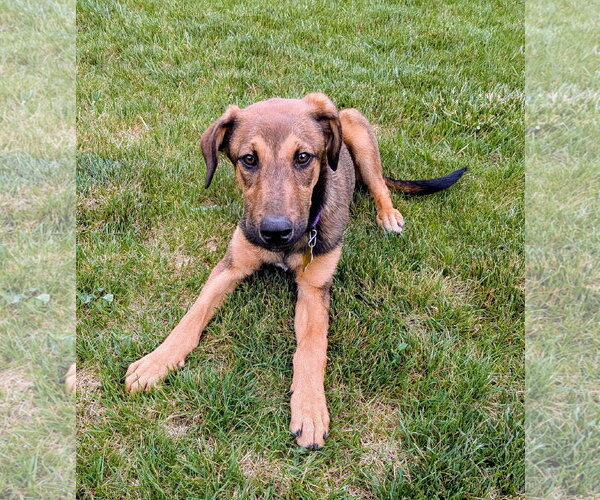 Medium Photo #2 Doberman Pinscher-Unknown Mix Puppy For Sale in Sandy, UT, USA