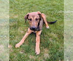 Small #1 Doberman Pinscher Mix