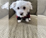 Small #4 Maltese