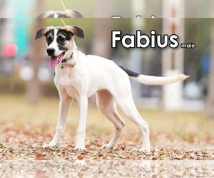 Fabius from Taiwan - Male Mutt Dog for Adoption - Photo #3
