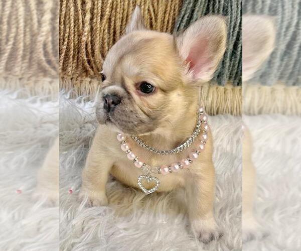 Medium Photo #2 French Bulldog Puppy For Sale in DANBURY, CT, USA