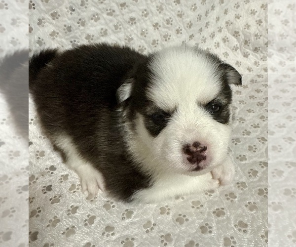 Medium Photo #18 Pomsky Puppy For Sale in NASHUA, NH, USA