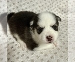 Small #6 Pomsky