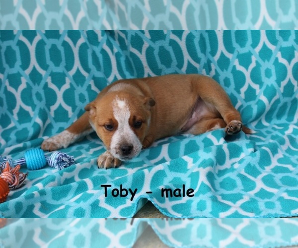 Medium Photo #1 Box heeler Puppy For Sale in CLARKRANGE, TN, USA