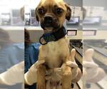 Small Pug Mix