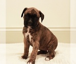 Puppy 9 Boxer
