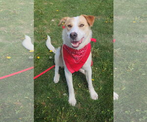 Labrador Retriever-Unknown Mix Dogs for adoption in Farmington, MN, USA