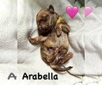 Small #2 Staffordshire Bull Terrier Mix