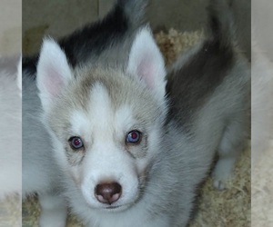 Siberian Husky Puppy for sale in HEPPNER, OR, USA