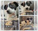 Small #4 Border Collie