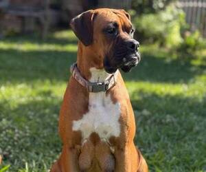 Mother of the Boxer puppies born on 12/01/2024