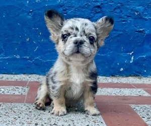 French Bulldog Puppy for sale in TULSA, OK, USA