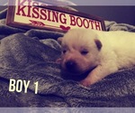 Small Photo #1 Akita Puppy For Sale in PAMPA, TX, USA