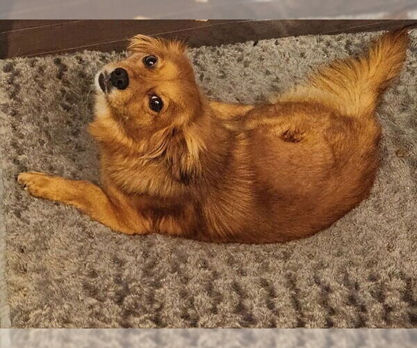 Medium Photo #2 Chihuahua-Colonial Cocker Spaniel Mix Puppy For Sale in Newfoundland, PA, USA