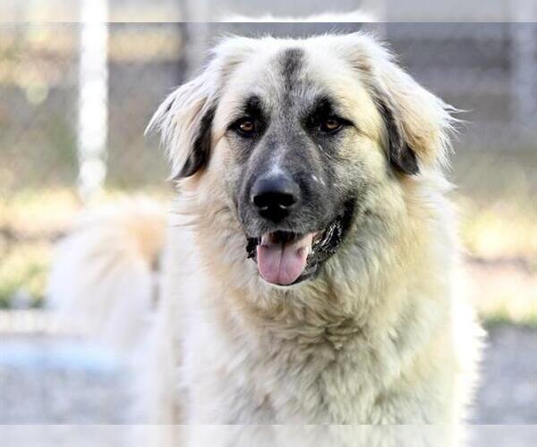 Medium Photo #3 Anatolian Shepherd-Unknown Mix Puppy For Sale in Santa Cruz, CA, USA