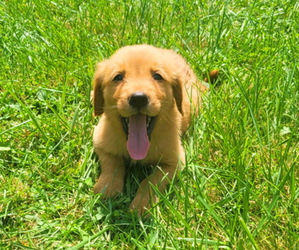 Golden Retriever Puppy for sale in NOVI, MI, USA