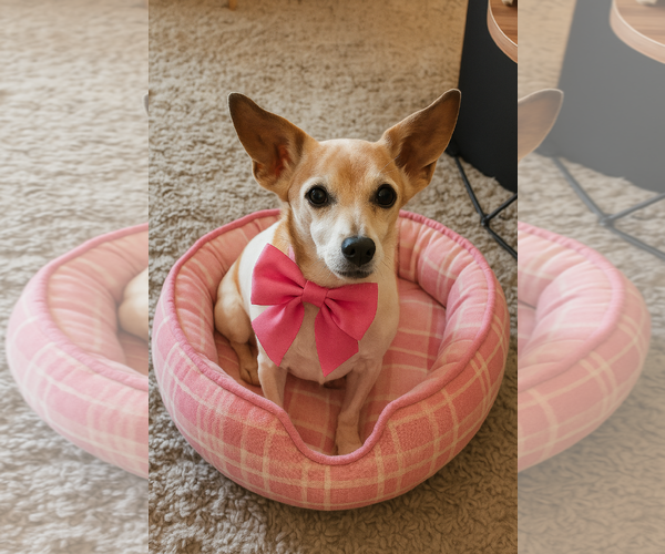 Medium Photo #1 Jack Russell Terrier Puppy For Sale in Mt. Laurel, NJ, USA