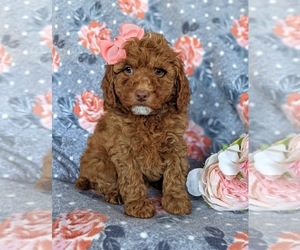 Goldendoodle-Poodle (Miniature) Mix Puppy for sale in LEOLA, PA, USA
