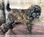 Small Photo #6 Poodle (Miniature) Puppy For Sale in WALHONDING, OH, USA