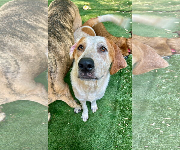 Medium Photo #6 Pointer-Unknown Mix Puppy For Sale in Ball Ground, GA, USA