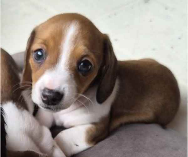 Medium Photo #28 Dachshund Puppy For Sale in SAINT CLOUD, FL, USA