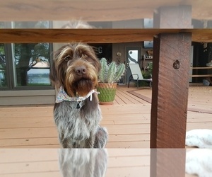 Mother of the Poodle (Standard)-Wirehaired Pointing Griffon Mix puppies born on 06/25/2021