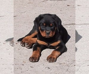 Rottweiler Puppy for sale in COTTAGEVILLE, SC, USA