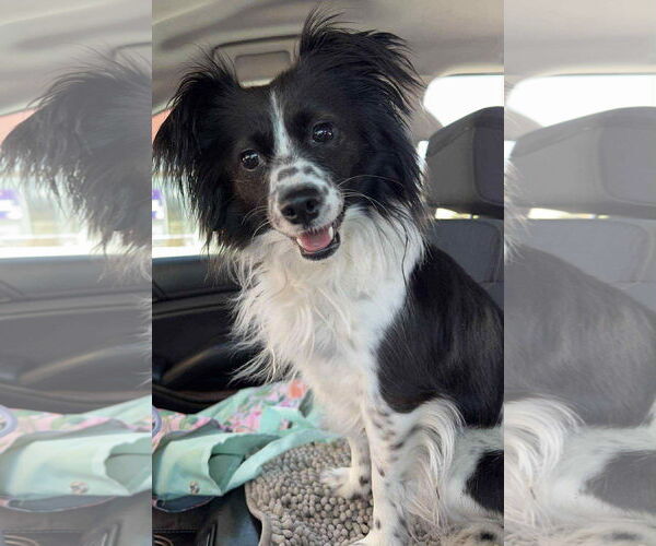 Medium Photo #4 Chion Puppy For Sale in La Verne, CA, USA